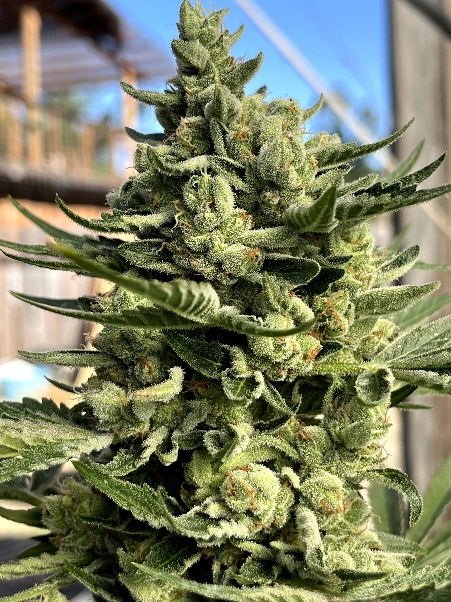 Spell Cast #82 (91' Hollywood Pure Kush x Warlock 4Way OG Kush)