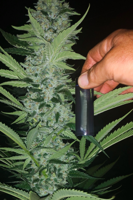 Spell Cast #2 (Warlock 4Way OG Kush S3)