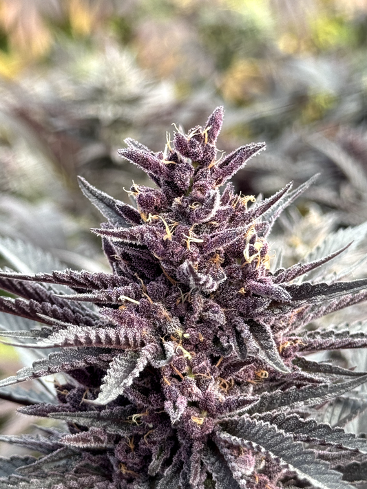 Spell Cast #461 (Trop Cherry x Warlock 4Way OG Kush)