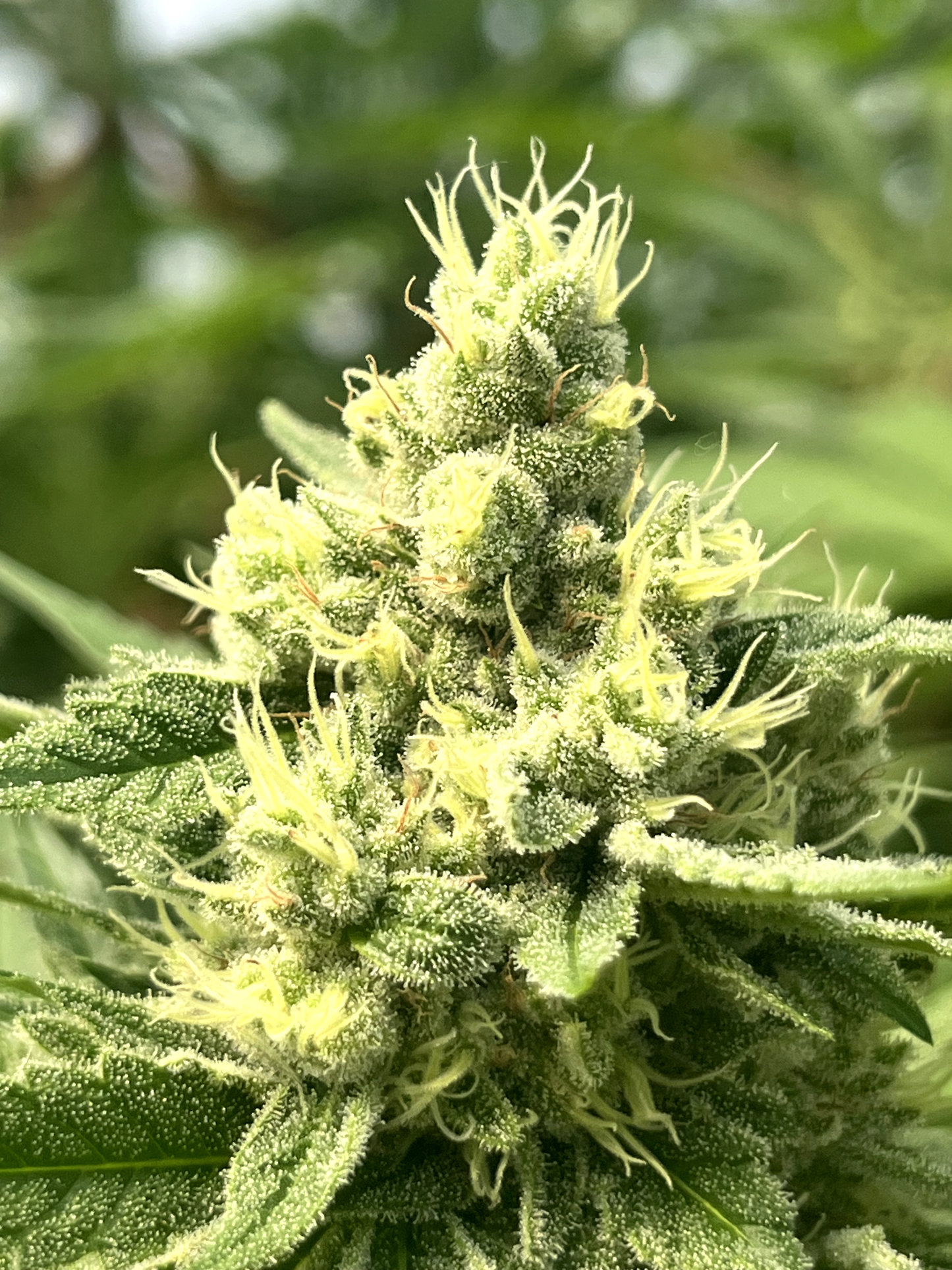 Spell Cast #2 (Warlock 4Way OG Kush S3)