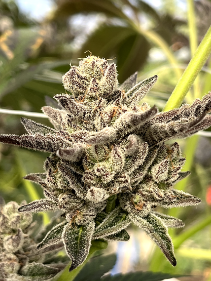Spell Cast #50 (Zeralz x Warlock 4Way OG Kush)