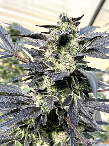Spell Cast #50 (Zeralz x Warlock 4Way OG Kush)